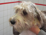 Djuna,basset griffon vendeen,was 6jr terug acuut verlamd. Met oa acupunctuur volledig hersteld. Nu heeft ze rugpijn.